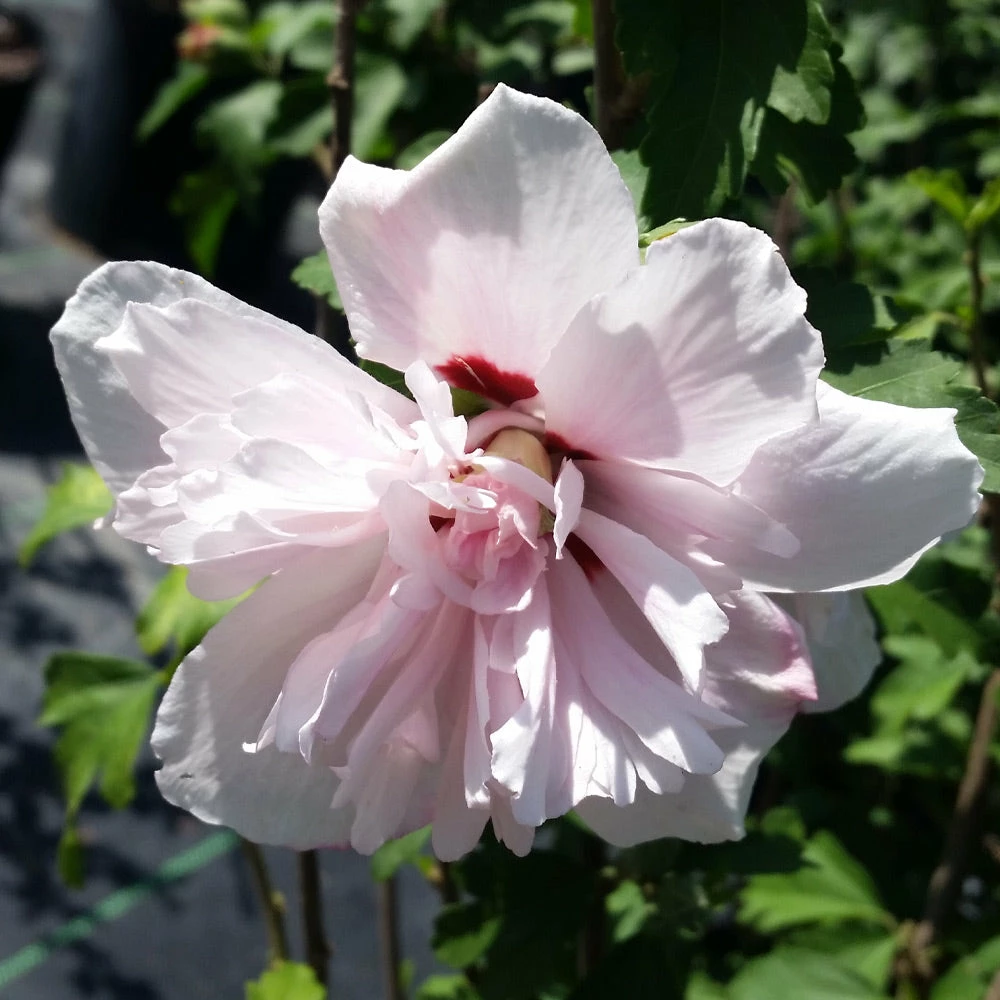 Brighter Blooms Blushing Bride Rose Of Sharon Althea Shrub 3 Brighter Blooms Blushing Bride Rose Of Sharon Althea Shrub