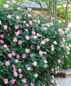 Brighter Blooms Roses Blushing Knock Out® Rose