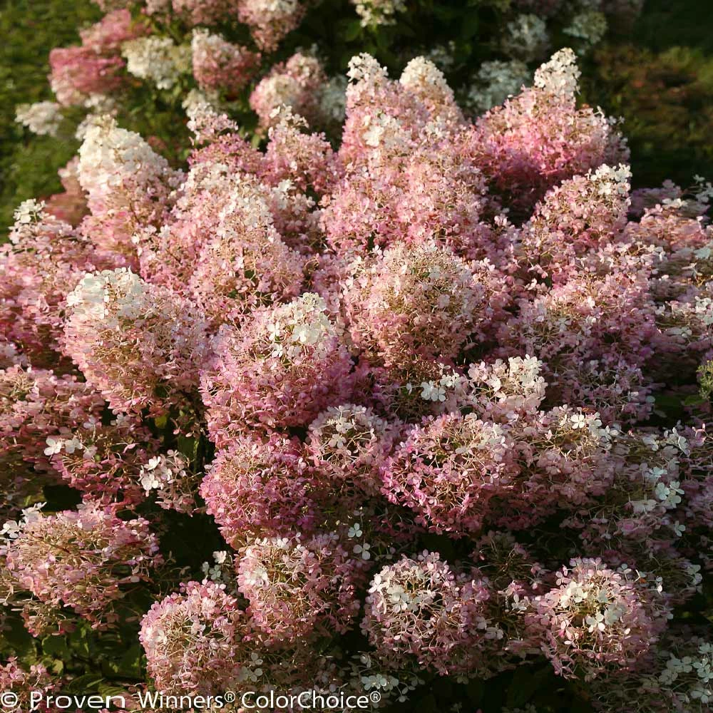 Brighter Blooms Bobo® Hydrangea Shrub 3 Brighter Blooms Bobo® Hydrangea Shrub
