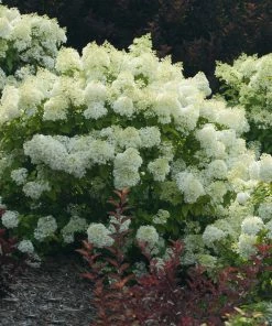 Brighter Blooms Bobo® Hydrangea Shrub 9 Brighter Blooms Bobo® Hydrangea Shrub