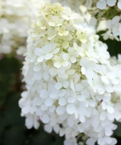 Brighter Blooms Bobo® Hydrangea Shrub 10 Brighter Blooms Bobo® Hydrangea Shrub