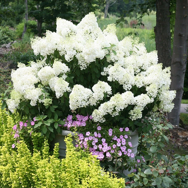 Brighter Blooms Bobo® Hydrangea Shrub 1 Brighter Blooms Bobo® Hydrangea Shrub
