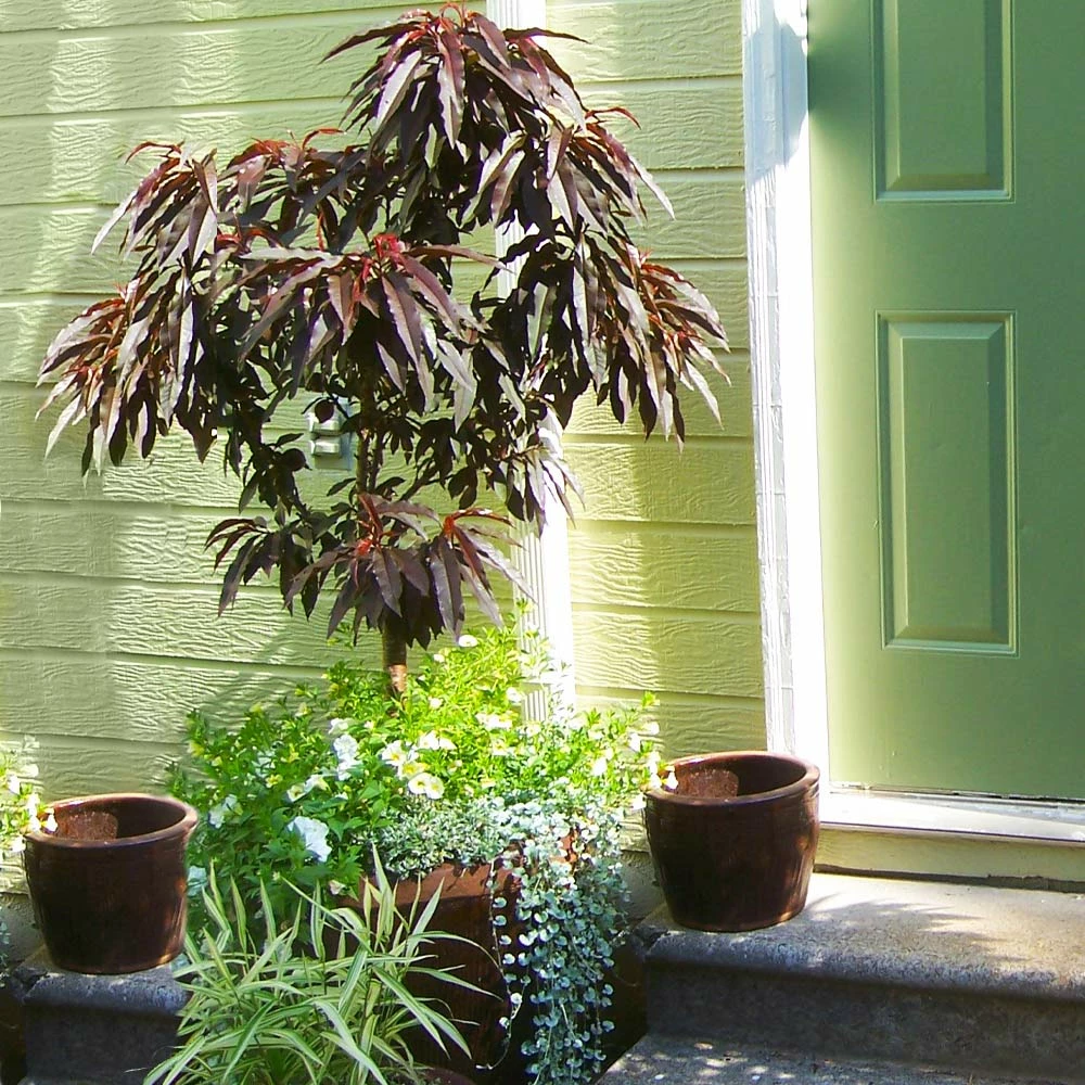 Brighter Blooms Bonfire Patio Peach Tree 2 Brighter Blooms Bonfire Patio Peach Tree