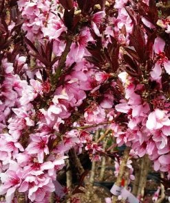 Brighter Blooms Bonfire Patio Peach Tree 15 Brighter Blooms Bonfire Patio Peach Tree
