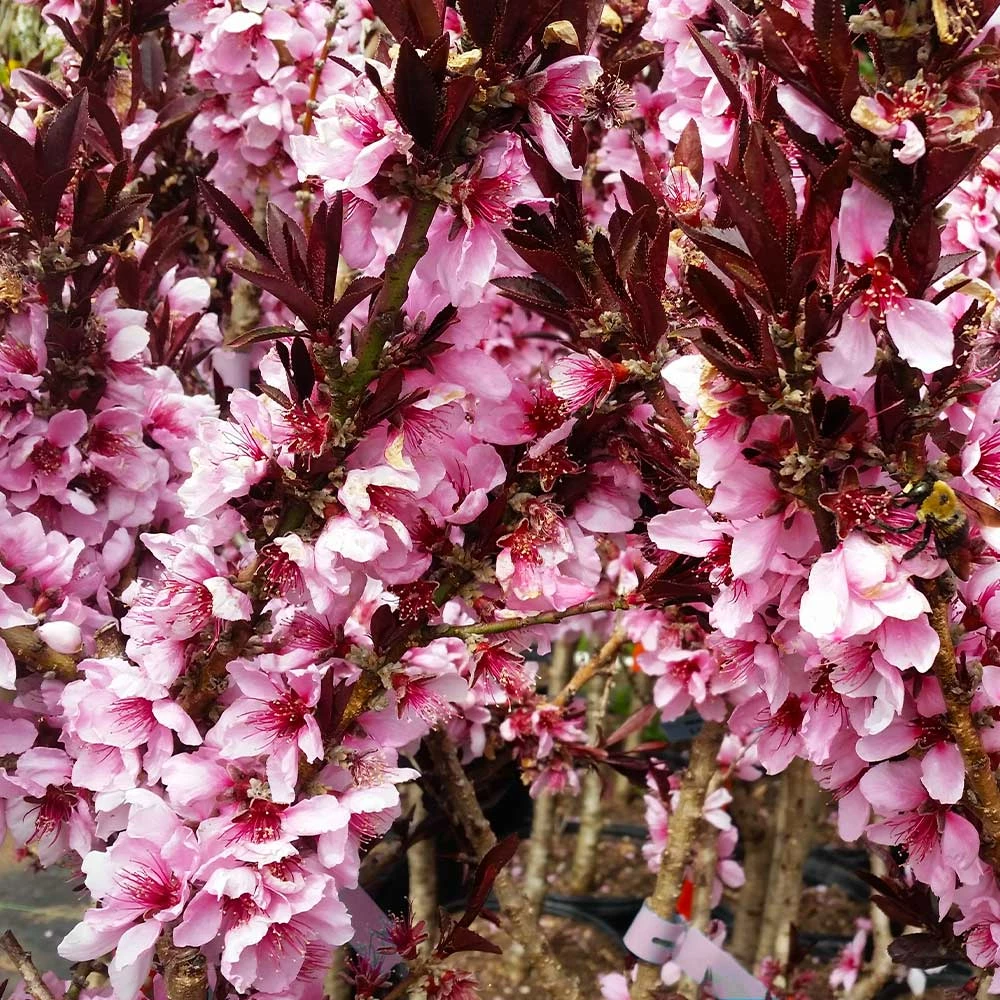Brighter Blooms Bonfire Patio Peach Tree 8 Brighter Blooms Bonfire Patio Peach Tree