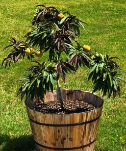 Brighter Blooms Bonfire Patio Peach Tree 11 Brighter Blooms Bonfire Patio Peach Tree