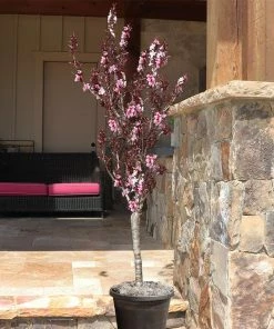 Brighter Blooms Bonfire Patio Peach Tree 12 Brighter Blooms Bonfire Patio Peach Tree