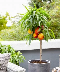 Brighter Blooms Fruit Trees Bonanza Peach Tree