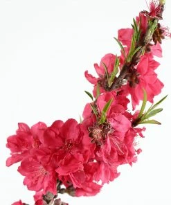 Brighter Blooms Fruit Trees Bonanza Peach Tree