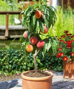 Brighter Blooms Fruit Trees Bonanza Peach Tree