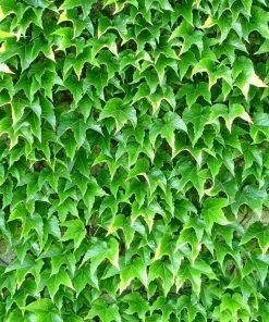 Brighter Blooms Boston Ivy 5 Brighter Blooms Boston Ivy