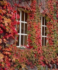 Brighter Blooms Boston Ivy