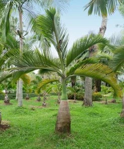 Brighter Blooms Bottle Palm Tree Palm Trees
