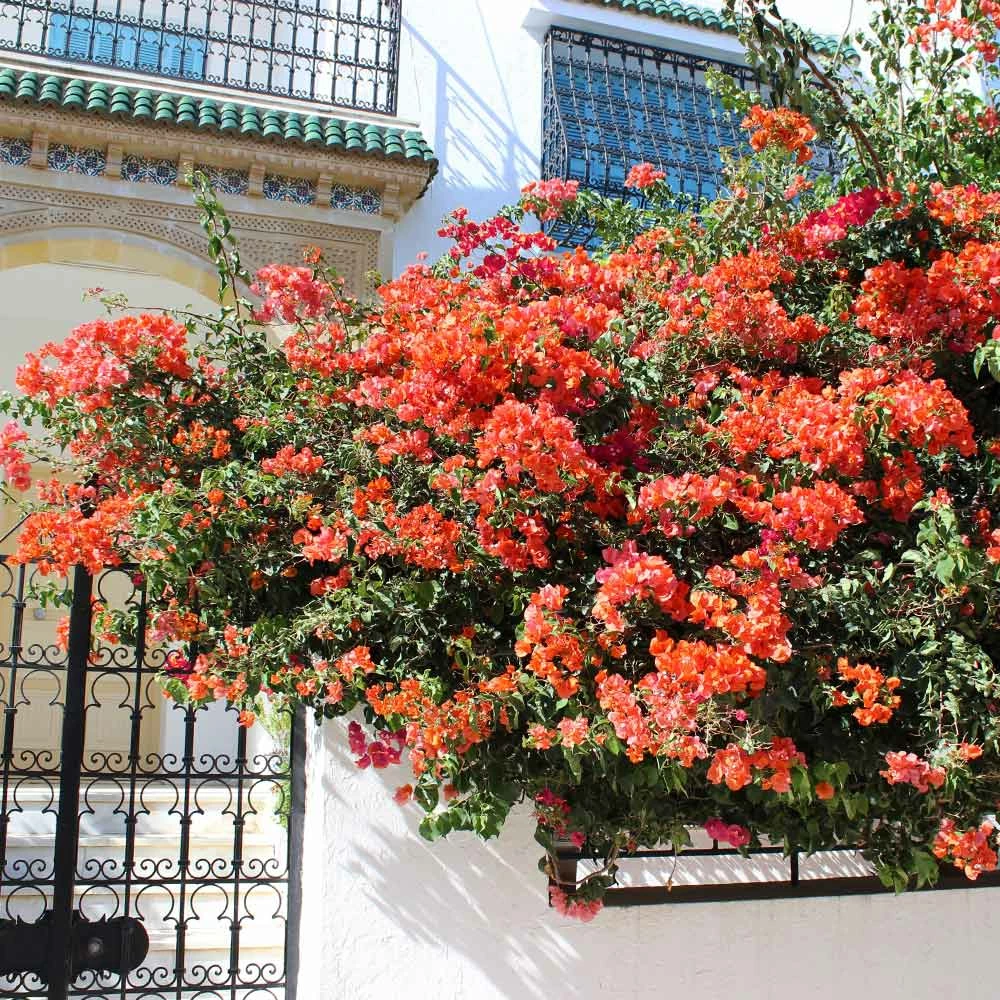 Brighter Blooms SHOP ALL Sundown Orange Bougainvillea 3 Brighter Blooms SHOP ALL Sundown Orange Bougainvillea
