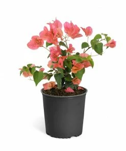 Brighter Blooms SHOP ALL Sundown Orange Bougainvillea 16 Brighter Blooms SHOP ALL Sundown Orange Bougainvillea