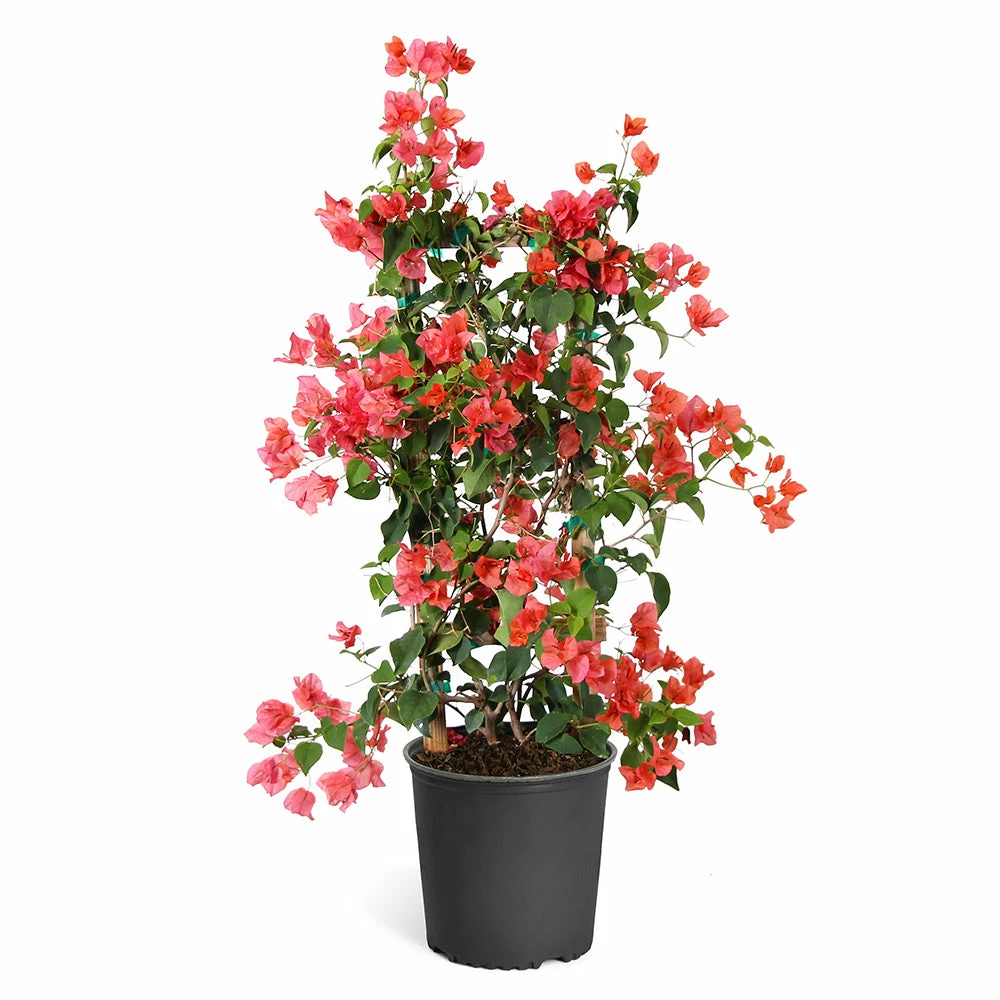 Brighter Blooms SHOP ALL Sundown Orange Bougainvillea 7 Brighter Blooms SHOP ALL Sundown Orange Bougainvillea