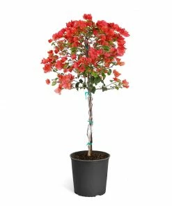 Brighter Blooms SHOP ALL Sundown Orange Bougainvillea 14 Brighter Blooms SHOP ALL Sundown Orange Bougainvillea