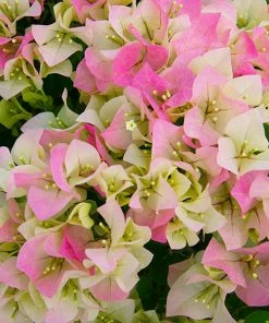 Brighter Blooms Imperial Thai Delight Bougainvillea