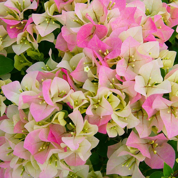 Brighter Blooms Imperial Thai Delight Bougainvillea 1 Brighter Blooms Imperial Thai Delight Bougainvillea