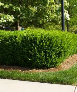 Brighter Blooms Titan Boxwood Shrub