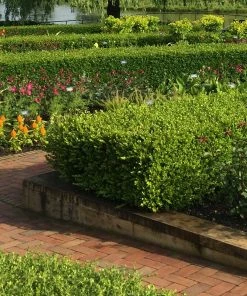 Brighter Blooms Wintergreen Boxwood Shrub Shrubs & Hedges