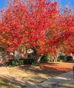 Brighter Blooms Bradford Pear Tree 8 Brighter Blooms Bradford Pear Tree