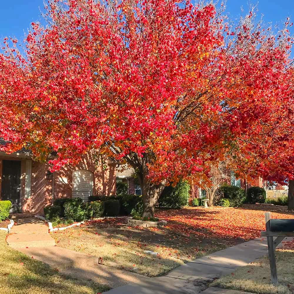 Brighter Blooms Bradford Pear Tree 4 Brighter Blooms Bradford Pear Tree