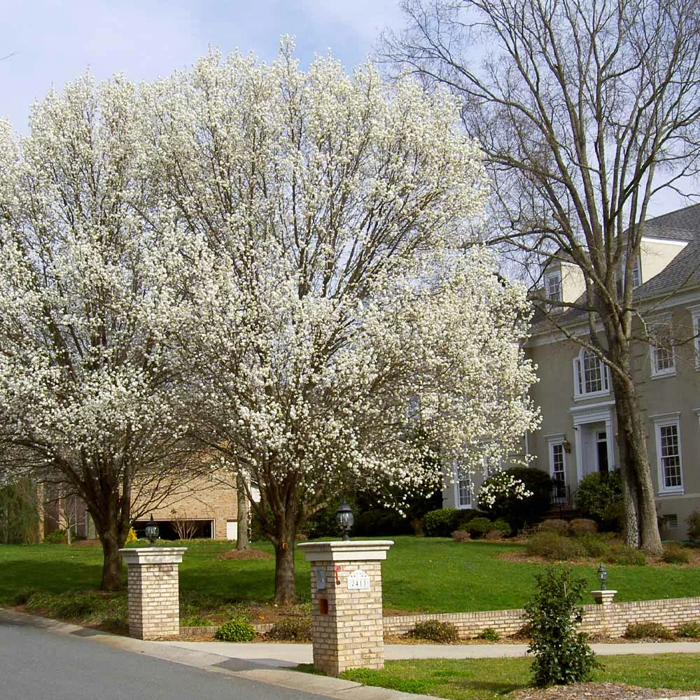 Brighter Blooms Bradford Pear Tree 2 Brighter Blooms Bradford Pear Tree