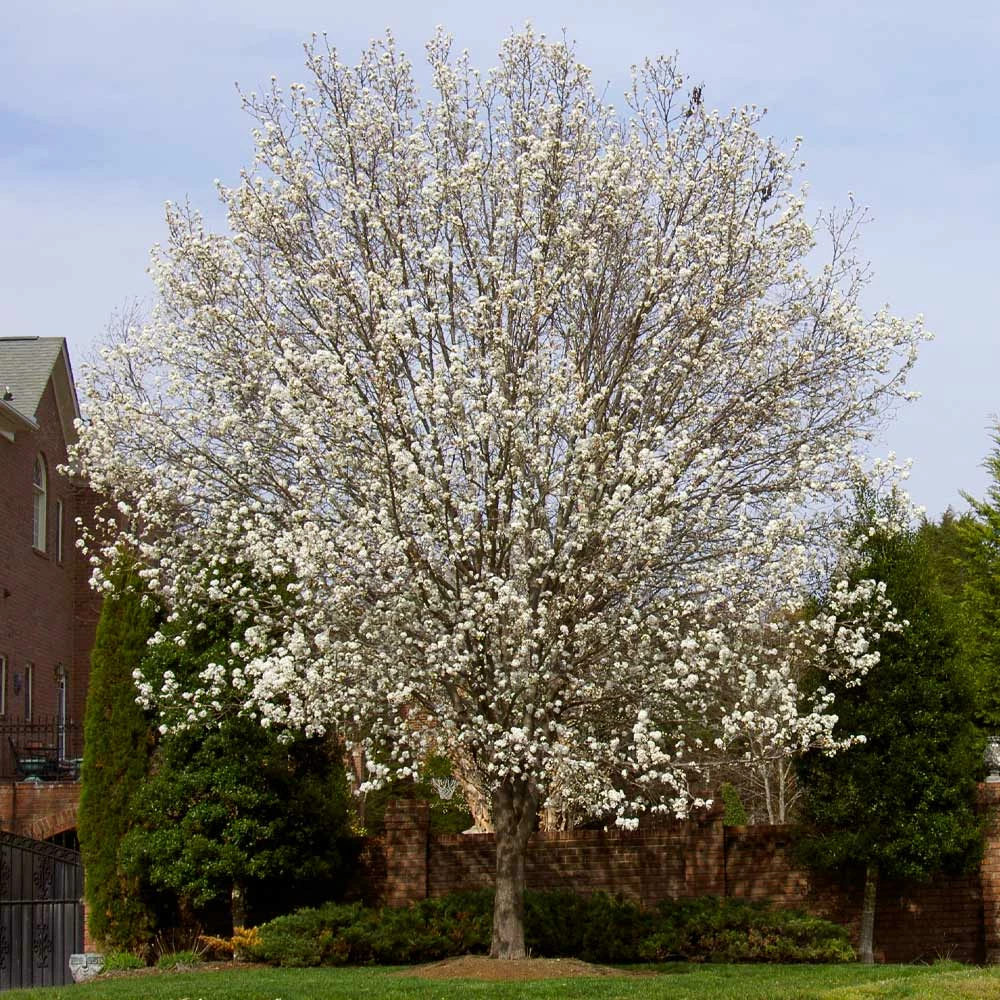Brighter Blooms Bradford Pear Tree 3 Brighter Blooms Bradford Pear Tree