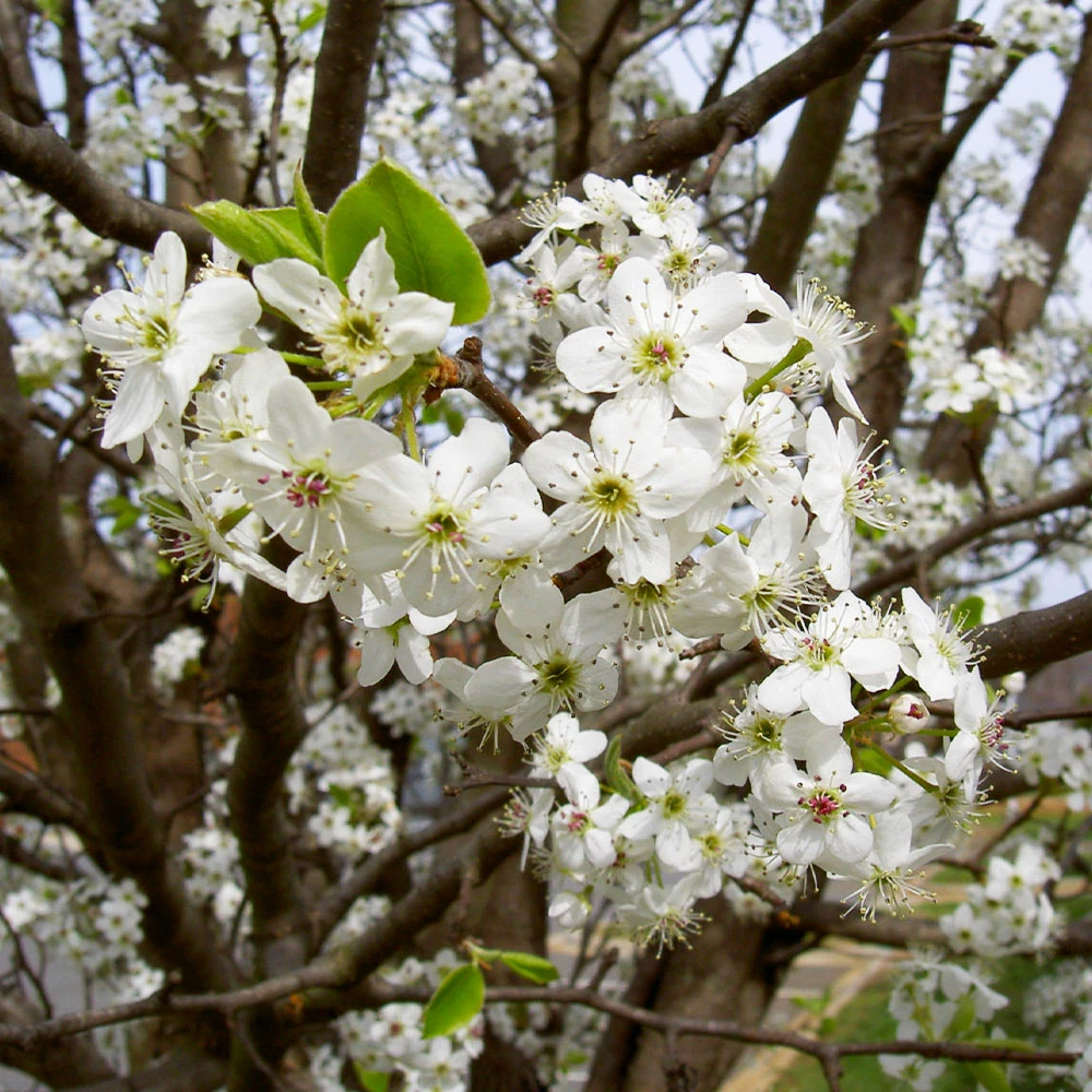 Brighter Blooms Bradford Pear Tree 5 Brighter Blooms Bradford Pear Tree