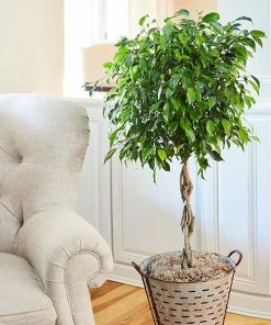 Brighter Blooms Benjamina Ficus Tree SHOP ALL