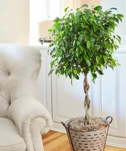 Brighter Blooms Benjamina Ficus Tree SHOP ALL