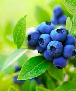 Brighter Blooms Brightwell Blueberry Bush Fruit Trees