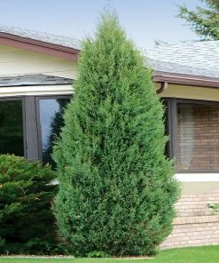 Brighter Blooms Evergreen & Privacy Brodie Eastern Red Cedar Tree