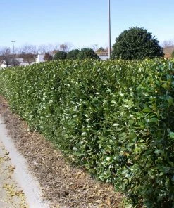 Brighter Blooms Dwarf Burford Holly Shrub Shrubs & Hedges