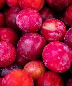 Brighter Blooms Bubblegum 'Toka' Plum Tree