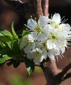 Brighter Blooms Bubblegum 'Toka' Plum Tree