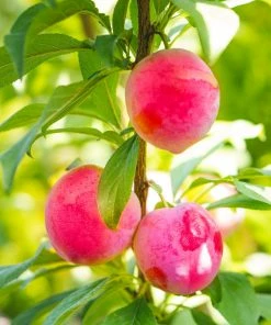 Brighter Blooms Bubblegum 'Toka' Plum Tree