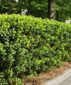 Brighter Blooms Dwarf Burford Holly Shrub Shrubs & Hedges