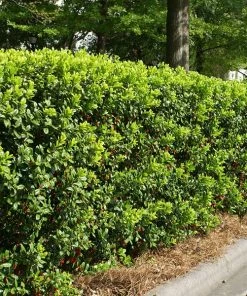 Brighter Blooms Dwarf Burford Holly Shrub Shrubs & Hedges