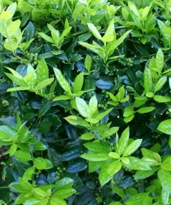 Brighter Blooms Dwarf Burford Holly Shrub Shrubs & Hedges