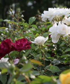 Brighter Blooms Burgundy Iceberg And Iceberg Two-fer® Rose Tree Roses 7 Brighter Blooms Burgundy Iceberg And Iceberg Two-fer® Rose Tree Roses