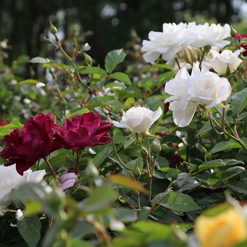 Brighter Blooms Burgundy Iceberg And Iceberg Two-fer® Rose Tree Roses 4 Brighter Blooms Burgundy Iceberg And Iceberg Two-fer® Rose Tree Roses