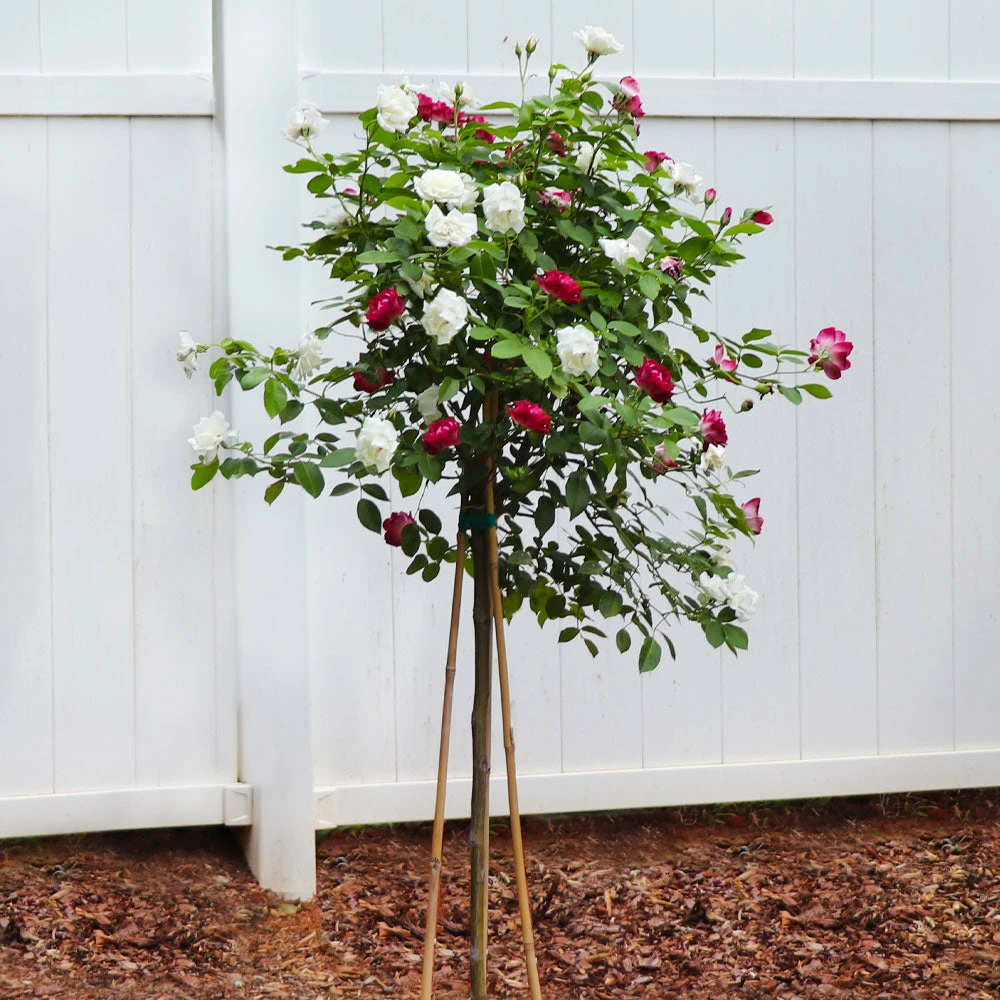 Brighter Blooms Burgundy Iceberg And Iceberg Two-fer® Rose Tree Roses 3 Brighter Blooms Burgundy Iceberg And Iceberg Two-fer® Rose Tree Roses