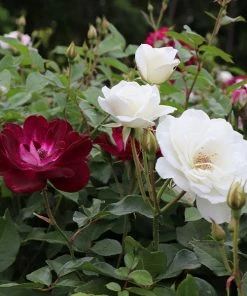 Brighter Blooms Burgundy Iceberg And Iceberg Two-fer® Rose Tree Roses