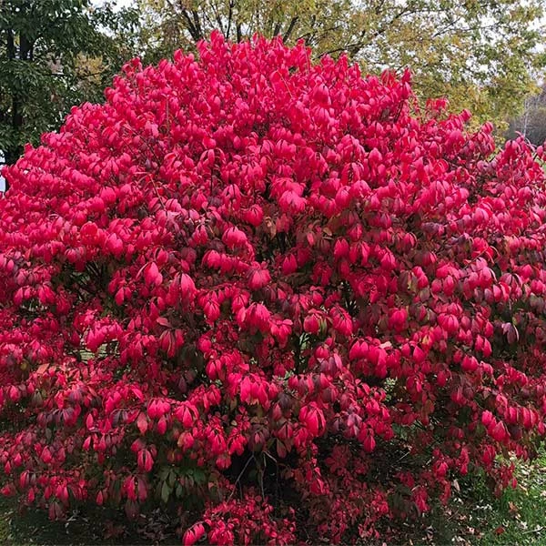 Brighter Blooms Shrubs & Hedges Burning Bush 1 Brighter Blooms Shrubs & Hedges Burning Bush