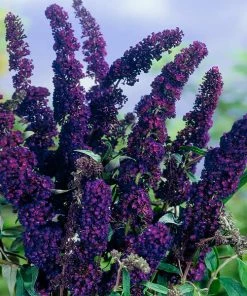 Brighter Blooms Shrubs & Hedges Black Knight Butterfly Bush