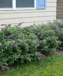 Brighter Blooms Lo And Behold Purple Haze Butterfly Bush SHOP ALL