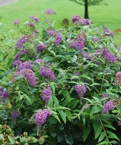 Brighter Blooms Lo And Behold Purple Haze Butterfly Bush SHOP ALL