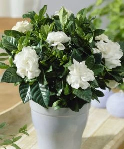 Brighter Blooms Buttons Gardenia Shrub